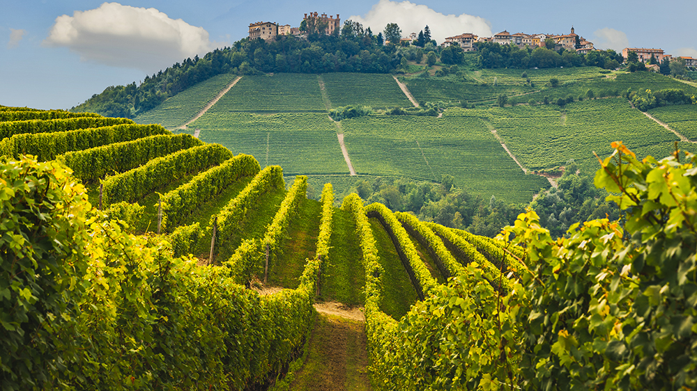 Deilig vin- og mattur til de blgende sene i italienske Piemonte